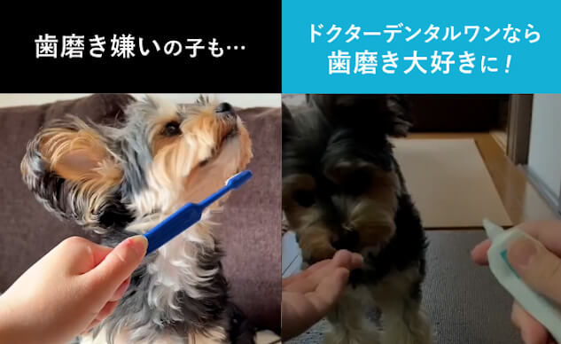 ドクターデンタルワン - 犬用品